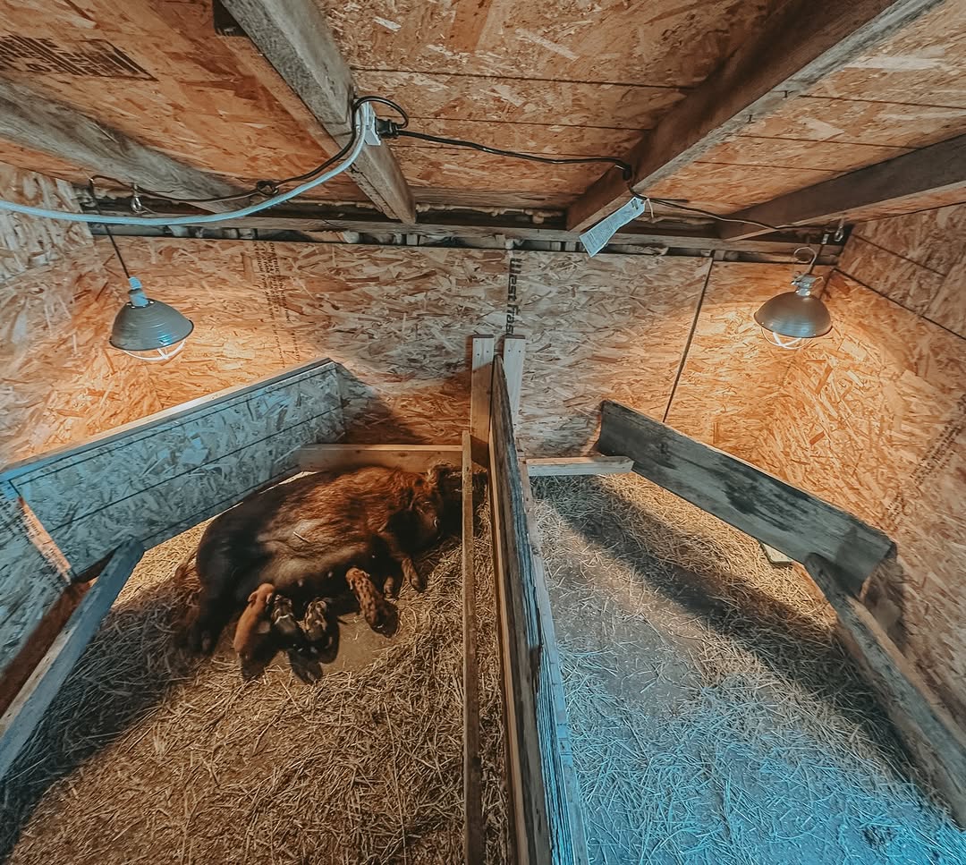 Insulating Our Pig Barn